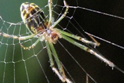 Long-jawed Spider (zd) (Tetragnatha sp)
